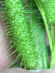 Carex frankii