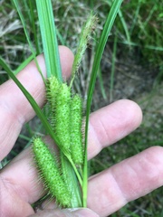 Carex frankii