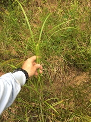 Carex frankii