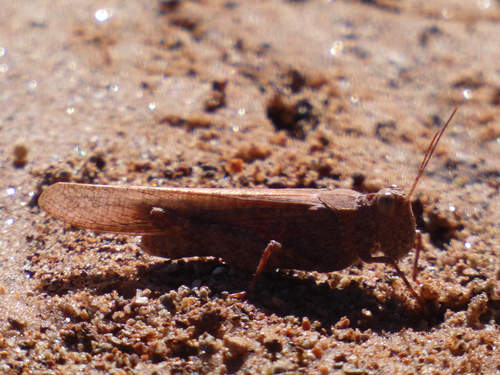 Speckle-winged Rangeland Grasshopper