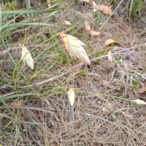 Johnsonia lupulina, 2026-10-17