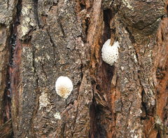 Hexagonia vesparia