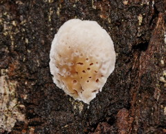 Hexagonia vesparia
