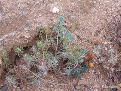 Petrosedum sediforme