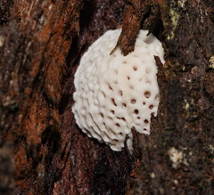 Hexagonia vesparia