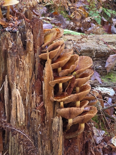 Common Gilled Mushrooms and Allies