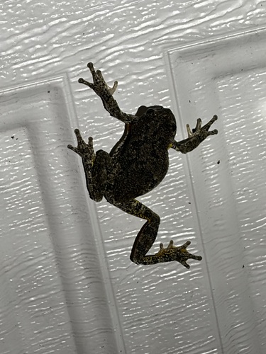 Gray Treefrog observed by jared_dicarlo