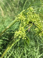 Aphelia