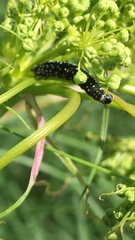 Aphelia