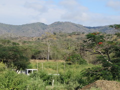 Ceiba trischistandra
