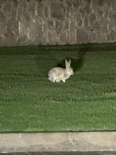 Desert Cottontail observed by michhe06
