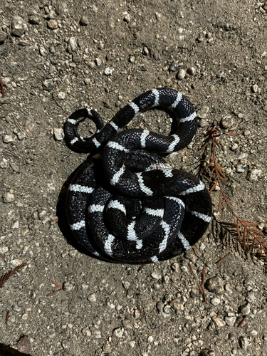 California King Snake observed by catohee176