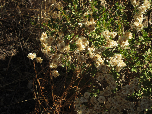 Pseudognaphalium californicum observed 2026-10-16