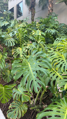 Monstera deliciosa observed 2026-10-16