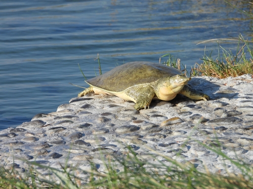 Tortuga de caparazón blando de Cuatro Ciénegas observed by victorianamtzo