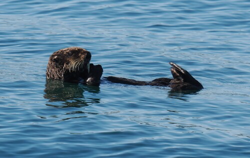 Southern Sea Otter observed by jmaughn