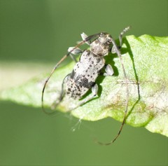 Leiopus femoratus