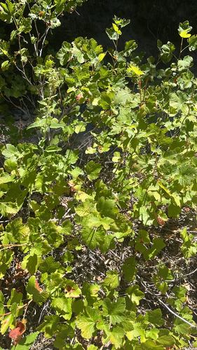 iNaturalist observation photo of Dicots