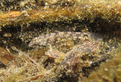 Eugnathogobius siamensis