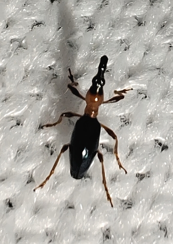 Cylas formicarius, 2026-10-16