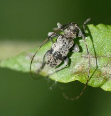 Leiopus femoratus
