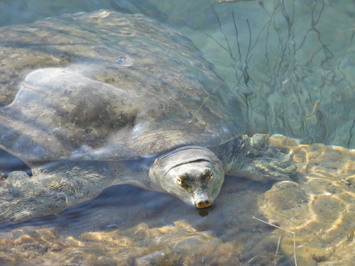 Tortuga de caparazón blando de Cuatro Ciénegas observed by victorianamtzo