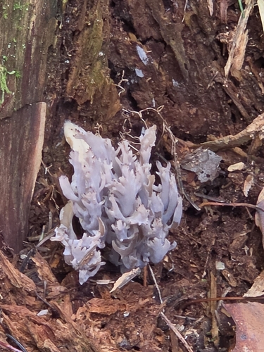 Helminthosphaeria clavariarum