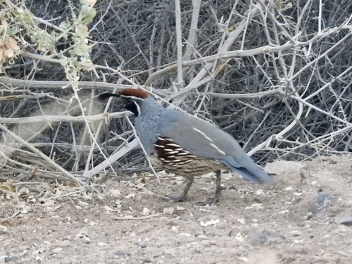 Gambel's Quail observed by b_jaeger_stanley
