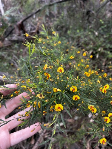 Bossiaea linophylla, 2026-10-16