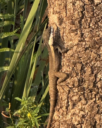 Lophognathus temporalis observed 2026-10-17