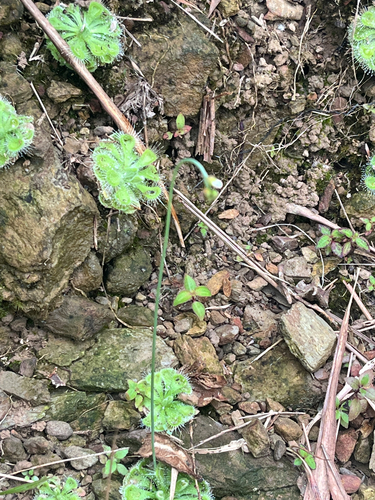 Drosera burmannii observed 2026-10-17