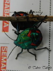 Tectocoris diophthalmus