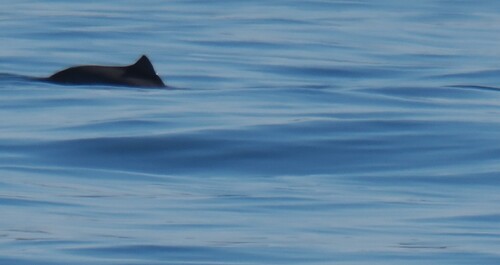 Pacific Harbour Porpoise observed by jmaughn