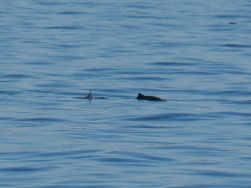 Pacific Harbour Porpoise observed by jmaughn