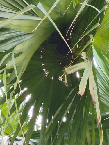Cynopterus sphinx observed 2026-10-17