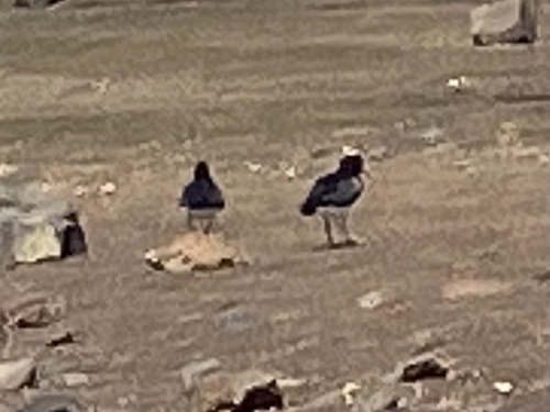 Pied Oystercatcher