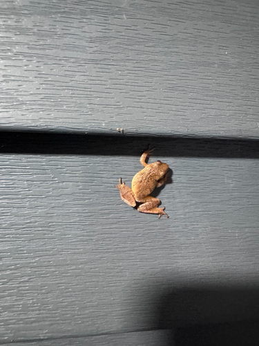 Spring Peeper observed by mr_cuddle_buns