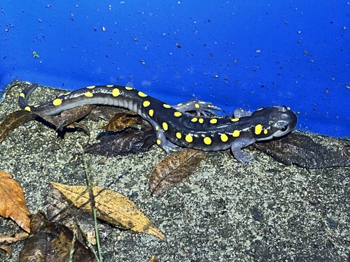 Spotted Salamander observed by wilhejames