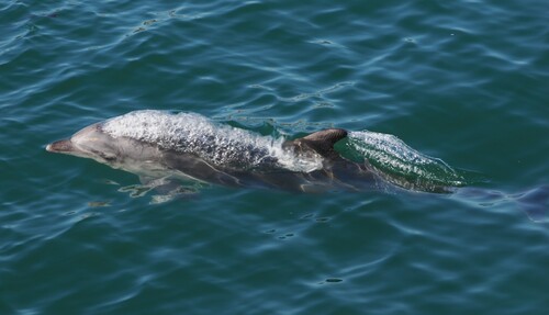 Common Bottlenose Dolphin observed by jmaughn