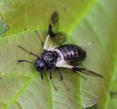 Abia fasciata