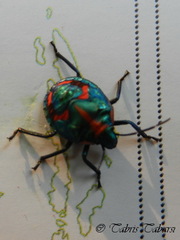 Tectocoris diophthalmus