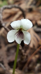 Viola renifolia