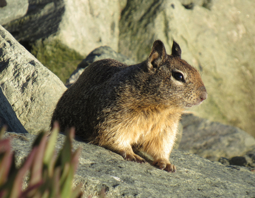 Otospermophilus beecheyi observed by hillisdm