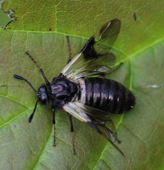 Abia fasciata