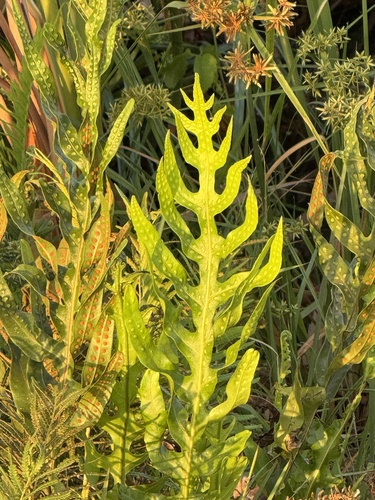 Microsorum grossum observed 2026-10-17