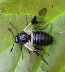 Abia fasciata