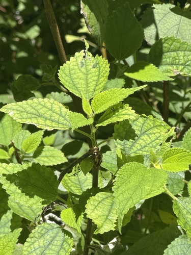 Boehmeria nivea observed 2026-10-17