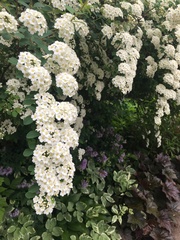 Spiraea × vanhouttei