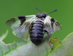 Abia fasciata
