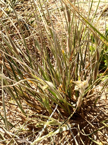 Beach Spinifex
